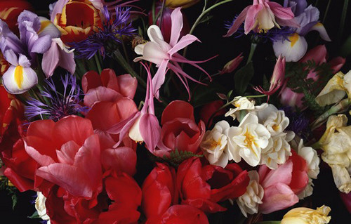 姹紫嫣红拍花卉 结合花卉拍摄与木雕的艺术技巧