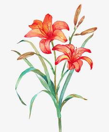 红色手绘舞蹈插画 与花卉共舞的艺术语言